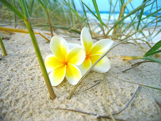 Frangipani | Botanical Perfume Oil