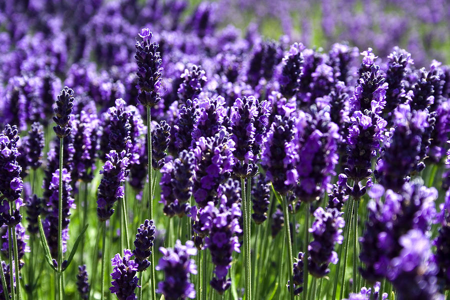 Lavender | Botanical Perfume Oil