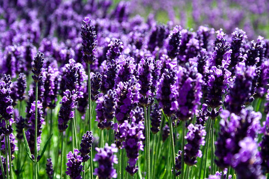 Lavender | Botanical Perfume Oil