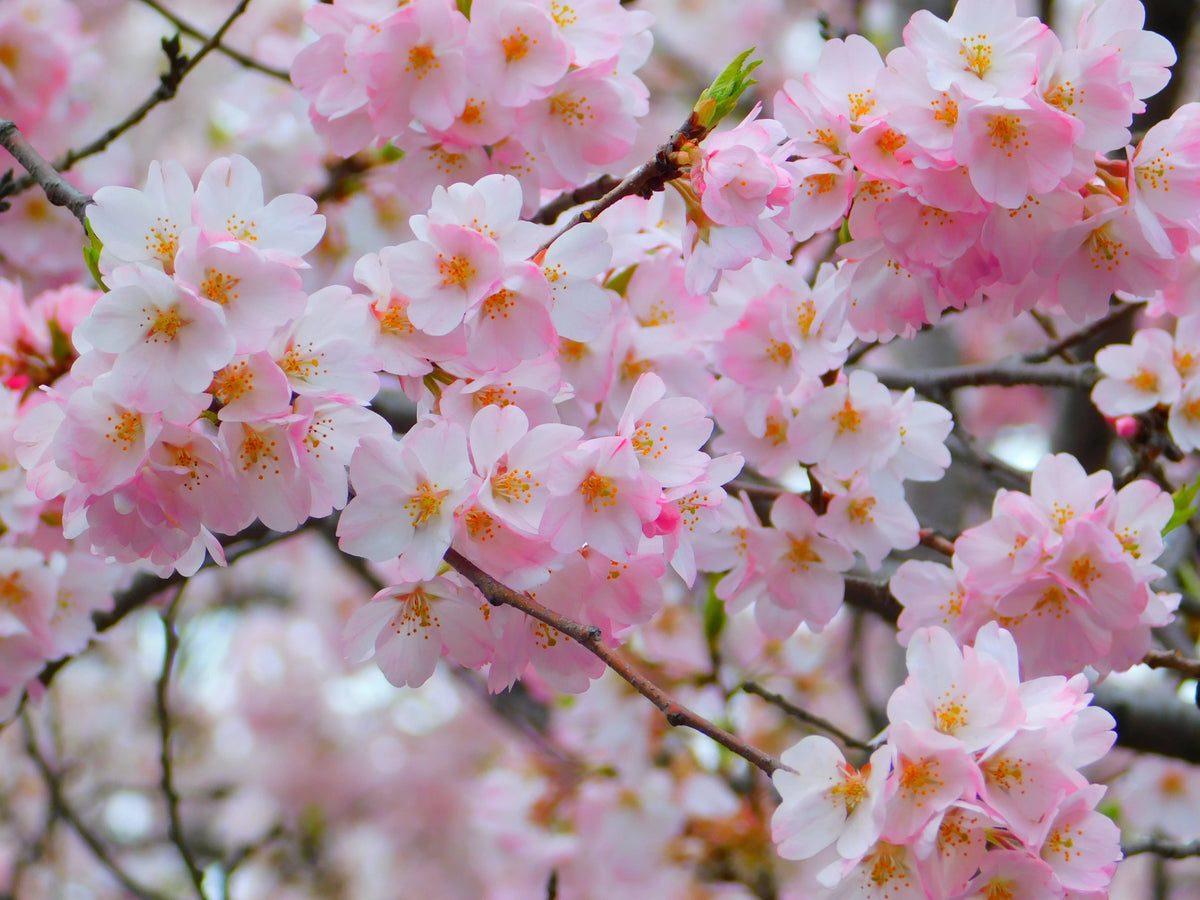 Sakura | Candles | Melts | Reed Diffusers