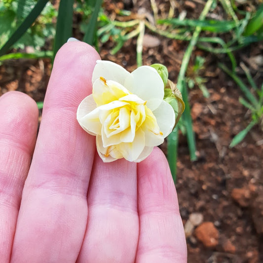 Yellow V2 | Coming Soon | Enfleurage Solid Perfume