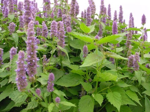 Patchouli | Botanical Perfume Oil